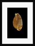 Cypraea stolida by Anonymous