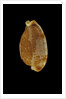 Cypraea stolida by Anonymous