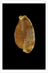 Cypraea stolida by Anonymous
