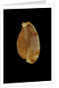 Cypraea stolida by Anonymous