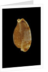 Cypraea stolida by Anonymous