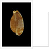 Cypraea stolida by Anonymous
