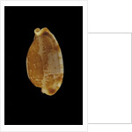 Cypraea stolida by Anonymous