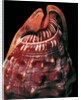 Cypraecassis rufa by Anonymous