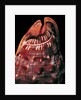 Cypraecassis rufa by Anonymous