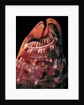 Cypraecassis rufa by Anonymous