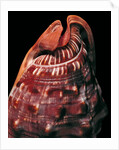 Cypraecassis rufa by Anonymous