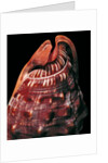 Cypraecassis rufa by Anonymous