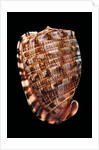 Cypraecassis tenuis by Anonymous