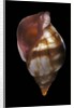 Euthria rolani by Anonymous
