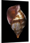 Euthria rolani by Anonymous