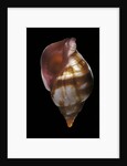 Euthria rolani by Anonymous