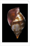 Euthria rolani by Anonymous