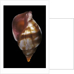 Euthria rolani by Anonymous
