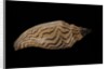 Fulgoria rupestris by Anonymous