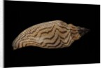 Fulgoria rupestris by Anonymous