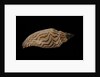 Fulgoria rupestris by Anonymous