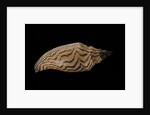 Fulgoria rupestris by Anonymous
