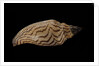 Fulgoria rupestris by Anonymous