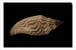 Fulgoria rupestris by Anonymous