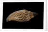 Fulgoria rupestris by Anonymous