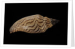 Fulgoria rupestris by Anonymous