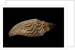 Fulgoria rupestris by Anonymous