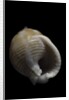 Demoulia obtusata by Anonymous