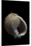 Demoulia obtusata by Anonymous