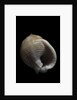 Demoulia obtusata by Anonymous