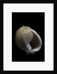 Demoulia obtusata by Anonymous