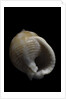 Demoulia obtusata by Anonymous