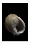 Demoulia obtusata by Anonymous
