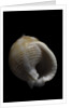 Demoulia obtusata by Anonymous