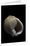 Demoulia obtusata by Anonymous