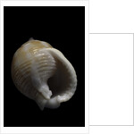 Demoulia obtusata by Anonymous
