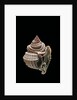 Distorsio decipiens by Anonymous