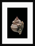 Distorsio decipiens by Anonymous