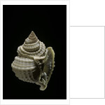 Distosio decipiens by Anonymous