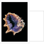 Drupa morum by Anonymous