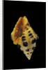 Engina tobagoensis by Anonymous