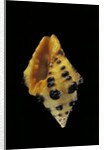 Engina tobagoensis by Anonymous