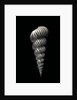 Epitonium rugosum by Anonymous