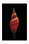 Fulgoria concinna corrugata by Anonymous