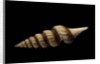 Fusiturris undatiruga by Anonymous