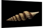 Fusiturris undatiruga by Anonymous