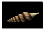 Fusiturris undatiruga by Anonymous