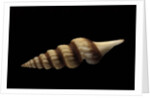 Fusiturris undatiruga by Anonymous