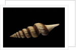 Fusiturris undatiruga by Anonymous