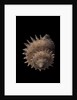 Galeoastraea millegranosa by Anonymous